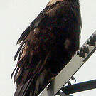 Aigle impérial