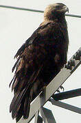 Eastern Imperial Eagle