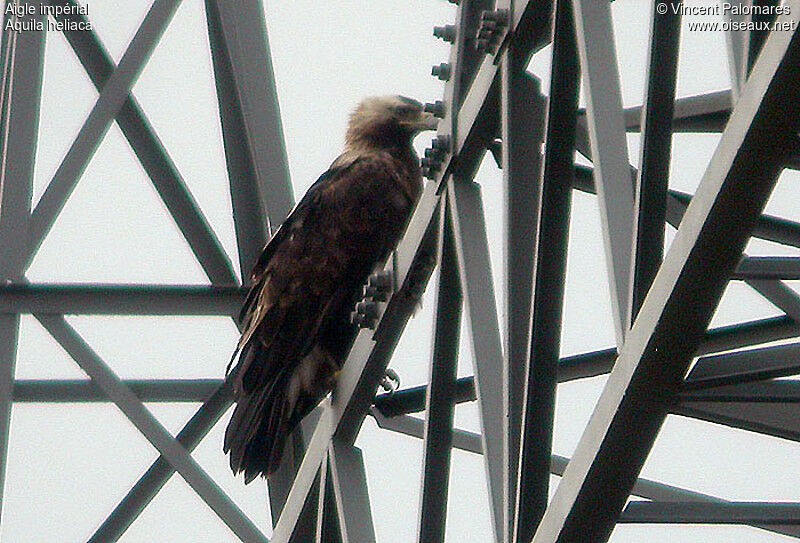 Aigle impérial