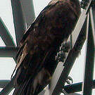 Aigle impérial