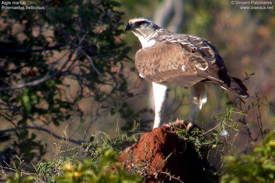 Aigle martialimmature