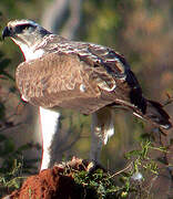 Martial Eagle