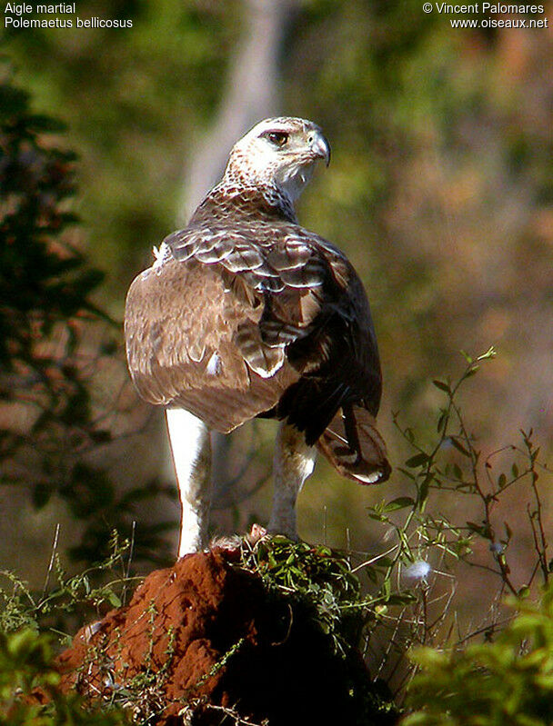 Aigle martial