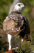 Martial Eagle