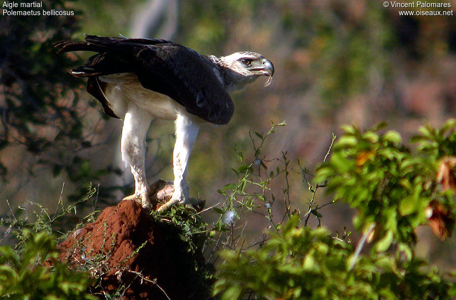 Martial Eagle