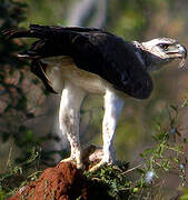 Martial Eagle