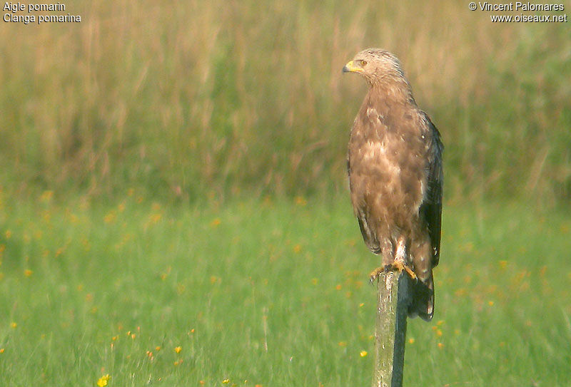 Lesser Spotted Eagle