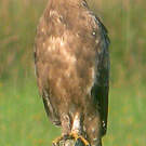 Aigle pomarin