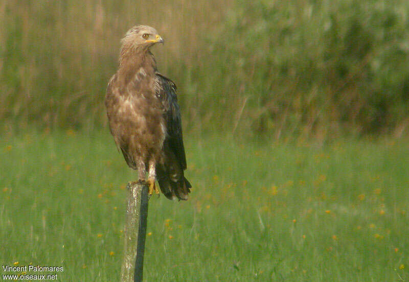 Aigle pomarinadulte, identification