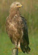 Lesser Spotted Eagle