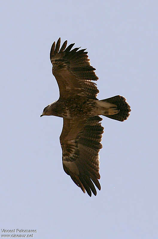 Lesser Spotted Eagleimmature, moulting, aspect, Flight