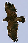 Lesser Spotted Eagle