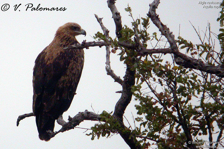 Aigle ravisseur