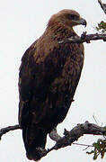 Tawny Eagle