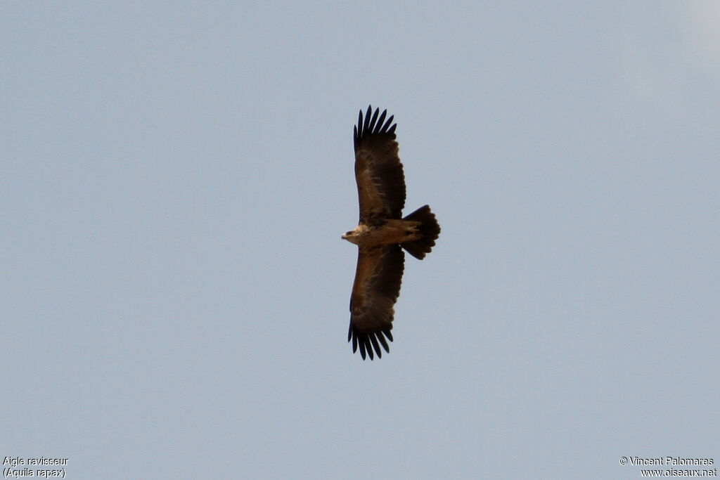 Tawny Eagleadult, Flight