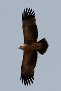 Tawny Eagle