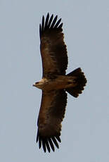 Aigle ravisseur