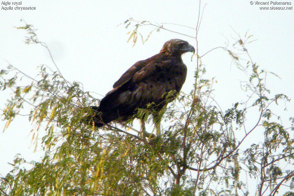 Golden Eagle