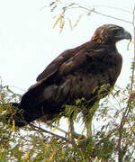 Golden Eagle