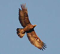 Golden Eagle