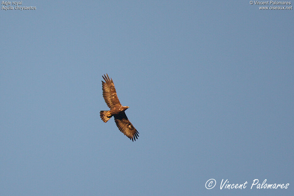 Golden Eagle