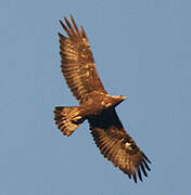 Golden Eagle