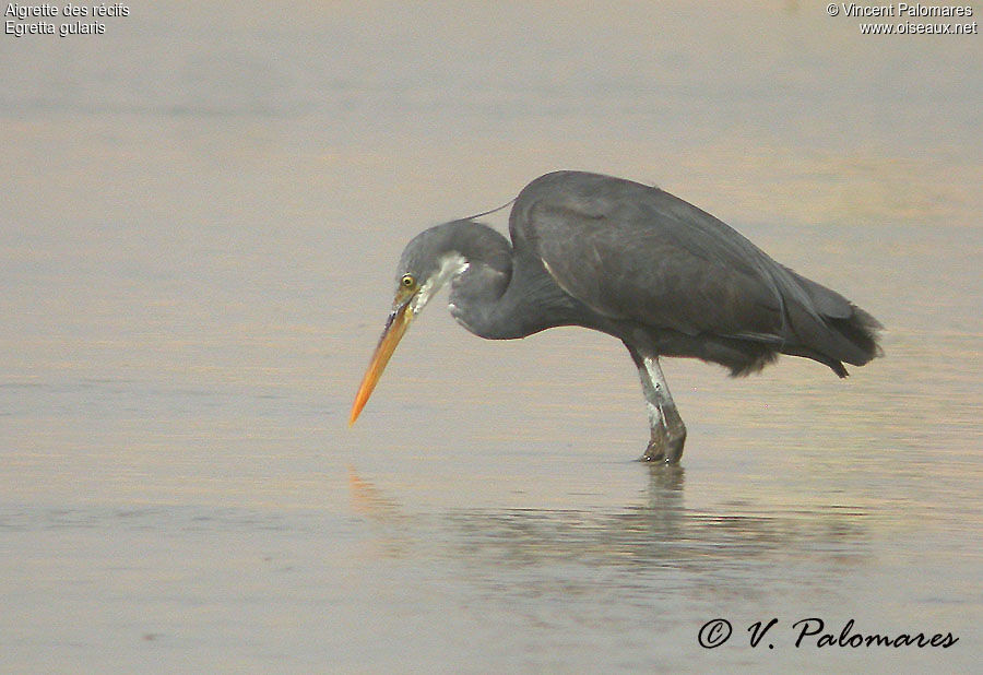 Western Reef Heron