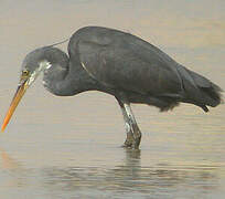 Western Reef Heron