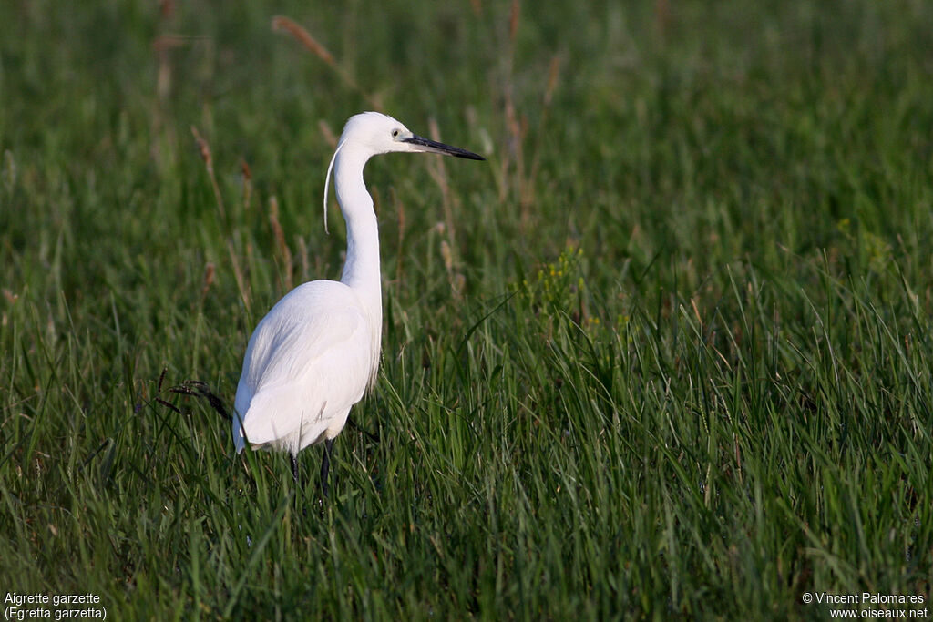 Little Egret