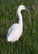 Aigrette garzette