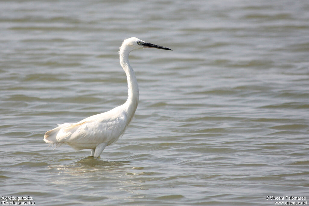 Little Egret