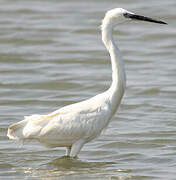 Aigrette garzette