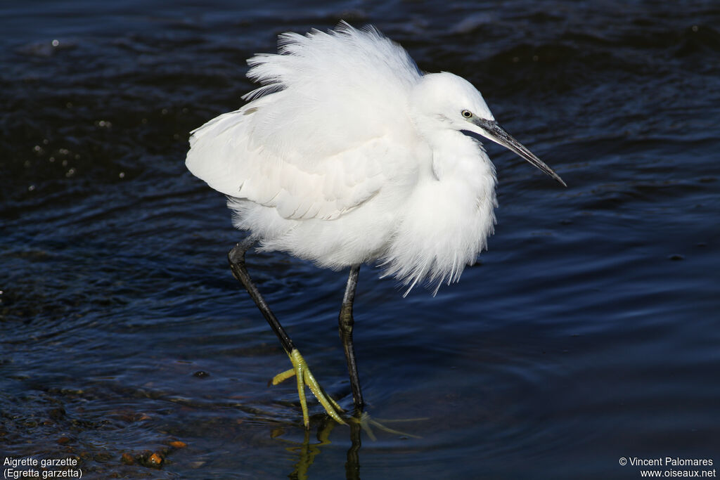 Little Egret