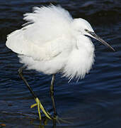 Little Egret