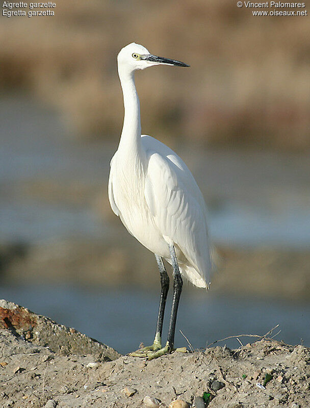 Aigrette garzette