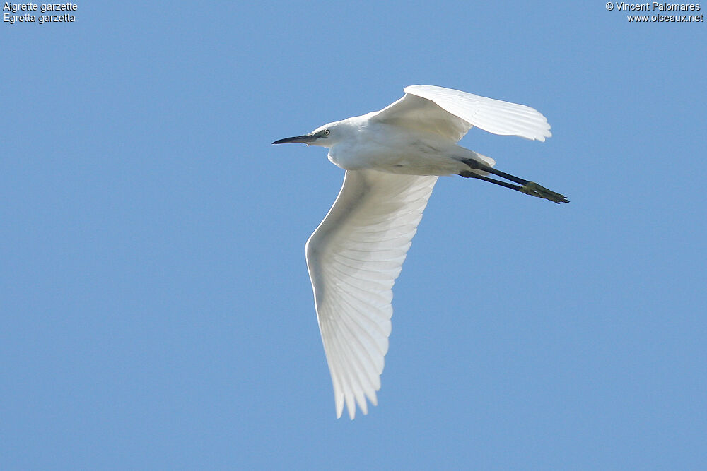 Aigrette garzette