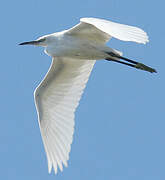 Little Egret