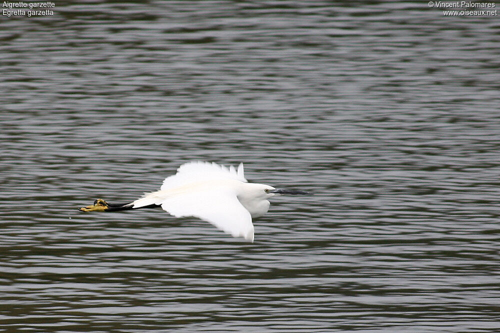 Little Egret