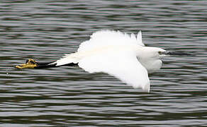 Little Egret