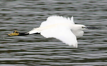 Aigrette garzette