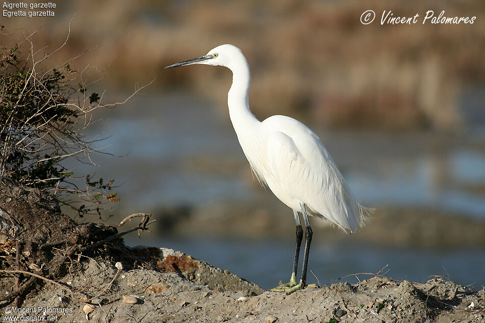 Aigrette garzette