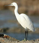 Aigrette garzette