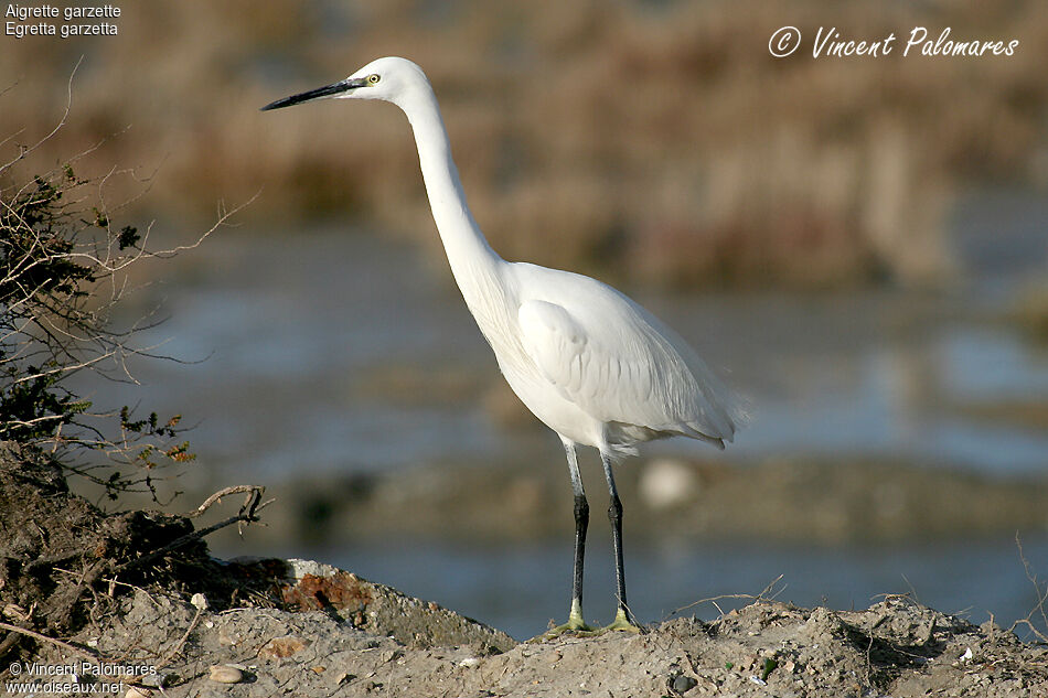 Little Egret