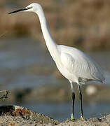 Aigrette garzette