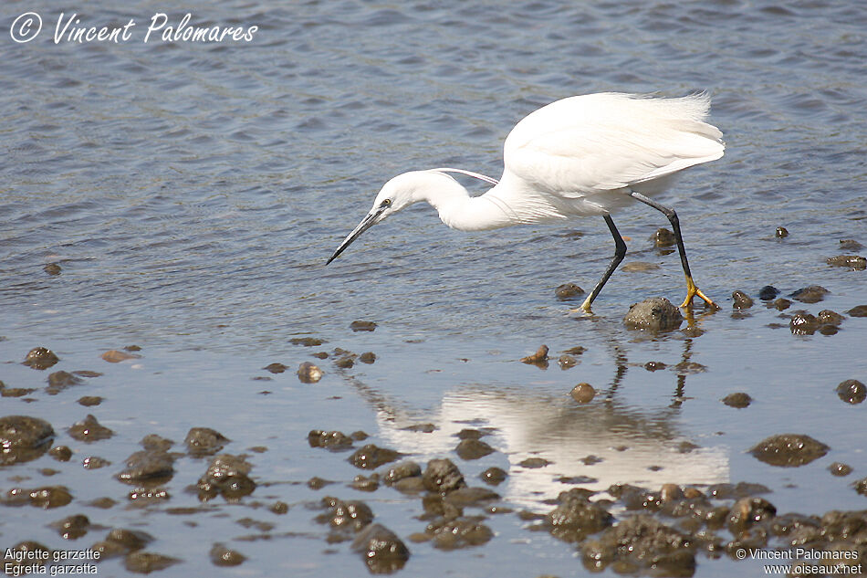 Aigrette garzette