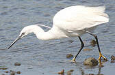 Aigrette garzette