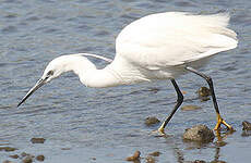 Aigrette garzette