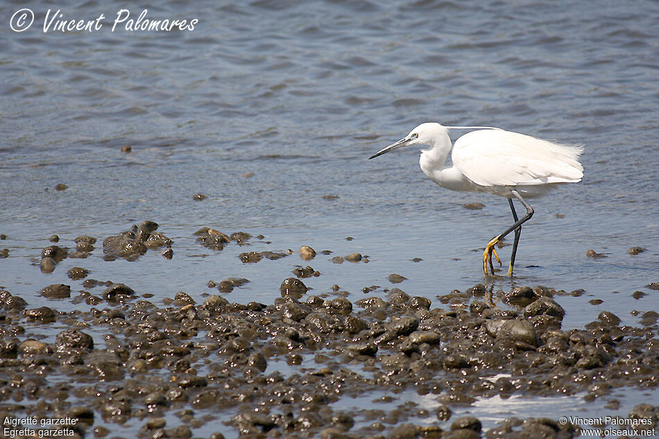 Aigrette garzette