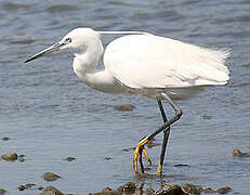 Little Egret