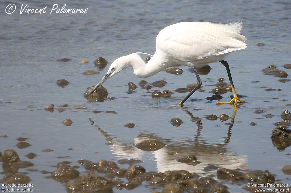 Aigrette garzette